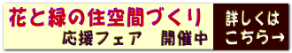 ブルーベリーを収穫しよう!