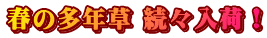 春の多年草 続々入荷!